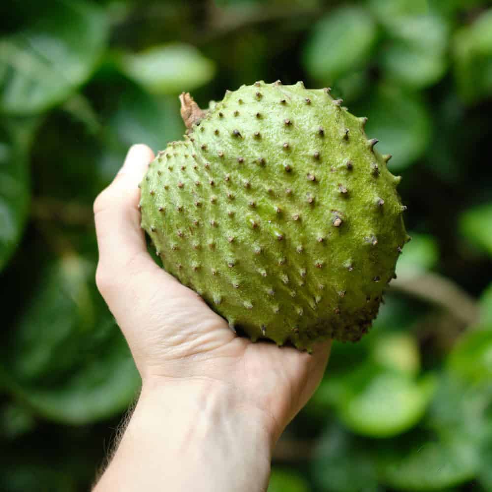 I viaggi delle papille Ep.7: la Graviola, dolce medicina dei Tropici