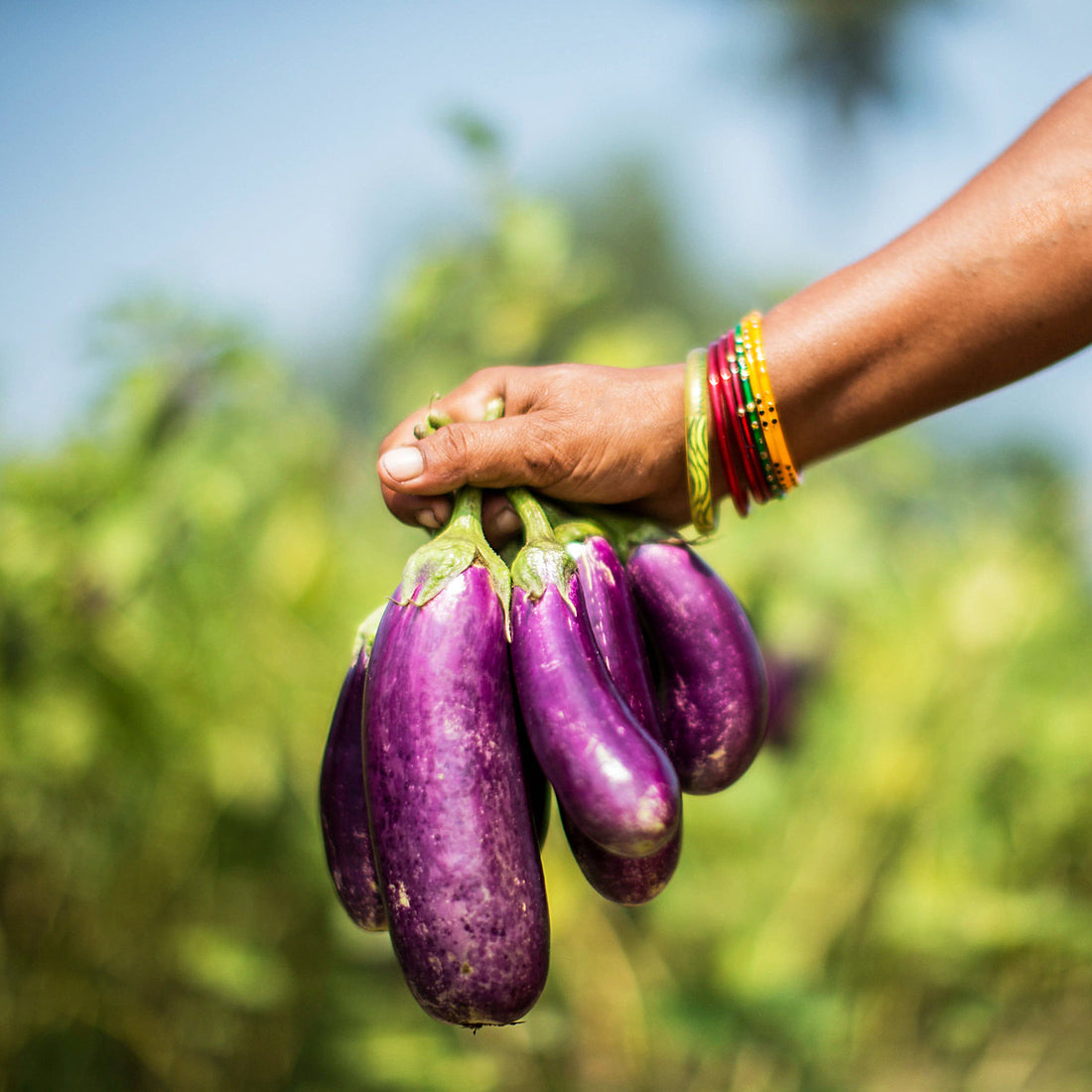 I viaggi delle papille Ep.8: il Batu (brinjal), il fritto non ha confini