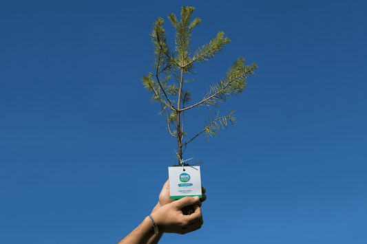Alberi a Parco Nord